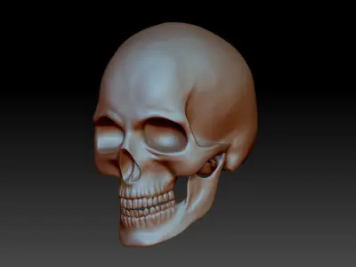 Separate anatomically correct human skull in natural size 3D print model