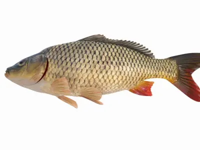 Carp Fish(Animated) 3D model