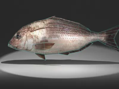 Pagrus major Low-poly 3D model