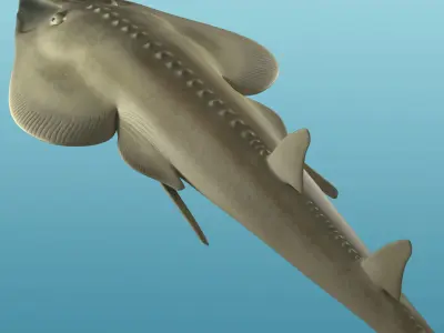 Halavi Guitar fish 3D model