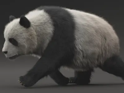 Giant Panda ANIMATED 3D model