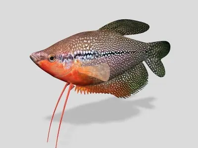 Pearl Gourami Fish 3D model