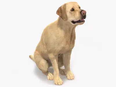 Begging White Labrador Dog Pose Fur Animated Rigged for Maya 3D model purchase