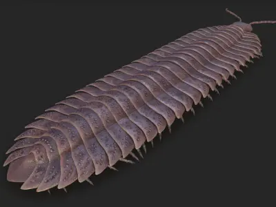 Arthropleura armata 3D model