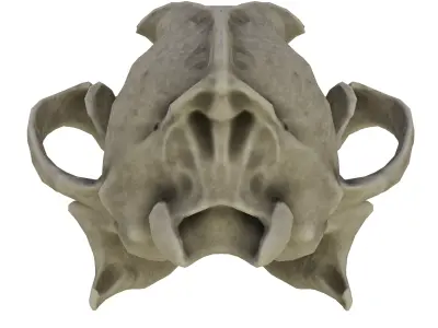 Dog Skull 3D model