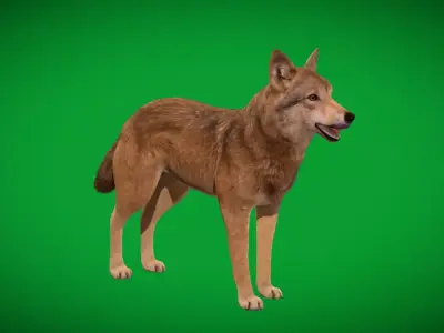 Eurasian Grey Wolf Free 3D model
