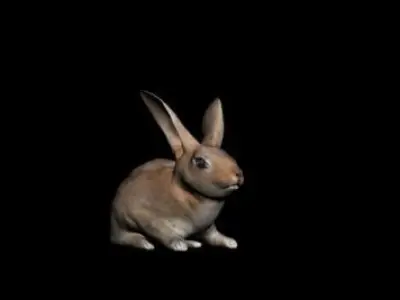 Rabbit 3D model purchase