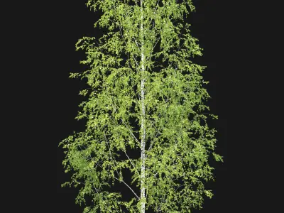 Birch forest part 11 3D model