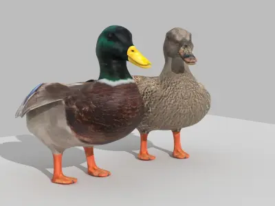 Ducks two Low-poly 3D model