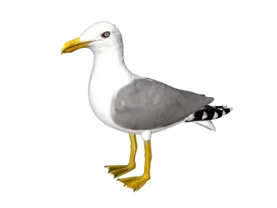 Seagull Low-poly 3D model