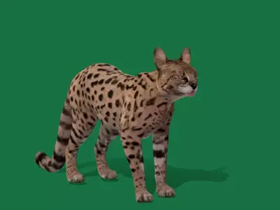 Savannah Cat Free low-poly 3D model
