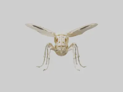Beetle Skeleton model Low-poly 3D model