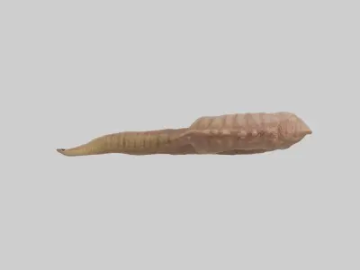 Crocodile Large Intestine Low-poly 3D model