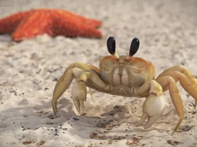  Ghost Crab Crustacean Beige Looking Pose Fur 