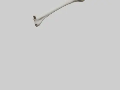Giraffe Humerus Low-poly 3D model