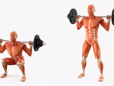 Anatomy Male Muscular System Squats Animated for Cinema 4D 3D model
