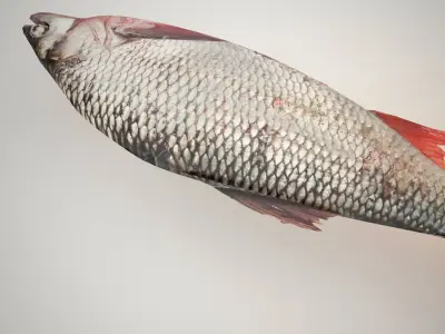 Raw fresh fish 3D model