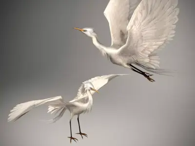 Elegant Stork Model  3D model