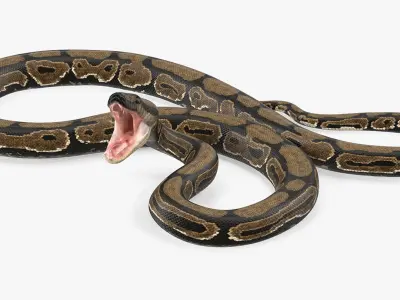Brown Python Snake Rigged 3D Model