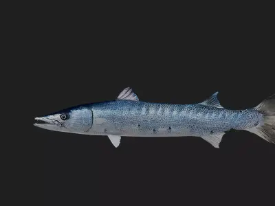 Barracuda Low-poly 3D model