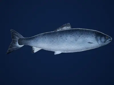 Salmon Fish with Swimming Animation Low-poly 3D model