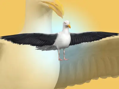 Seagull 3D model get