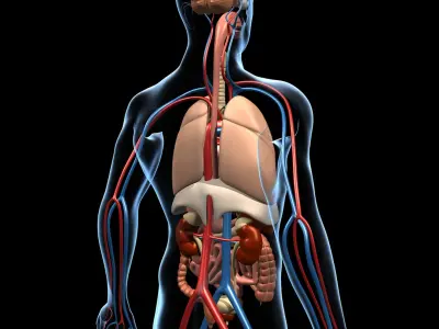 Anatomy and Brain 3D model
