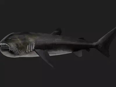 Shark Low-poly 3D model 40
