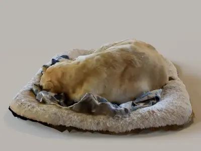 Sleeping dog 3D model