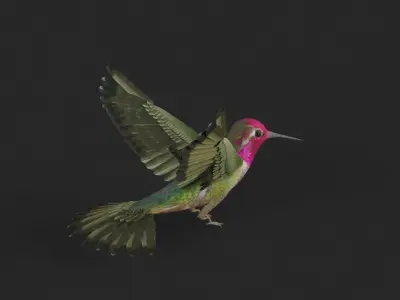 Hummingbird 3D model get