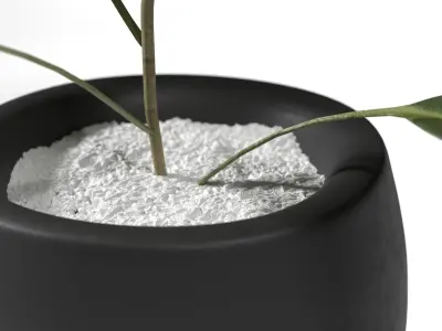 Plant eucalyptus in pot 3D model