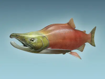 Salmon Fish 3D model 2