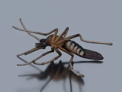 Dead mosquito Low-poly 3D model