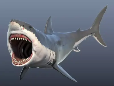 Great White Shark Model 3D model