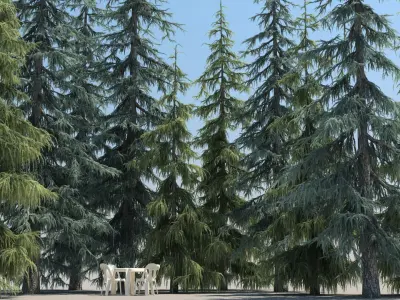  10 Atlas Cedar Trees with snow 