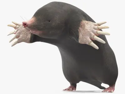 Mole Animal 3D model