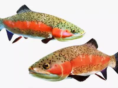 Rainbow Trout Low-poly 3D model
