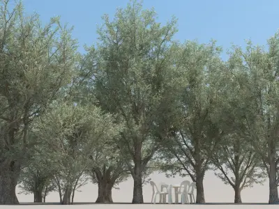 10 Olea Trees with snow 3D model