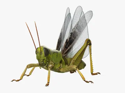 Common Field Grasshopper 3D Model