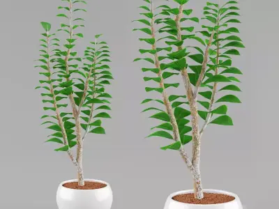 Modern Stone and Organic Decorative Set Free 3D model