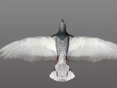 Bird1 with animations Low-poly 3D model