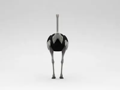 Ostrich 3D model
