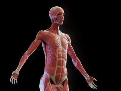 Female Muscular and Skeletal Systems 3D model