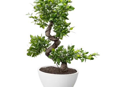  Bonsai Potted Plant Model  purchase