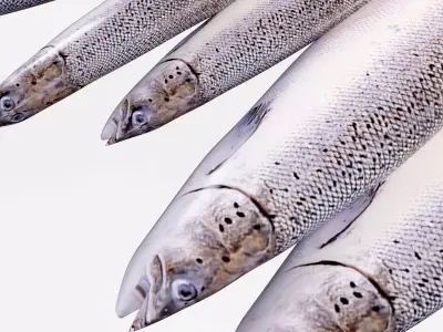 Semga Fish 3D model