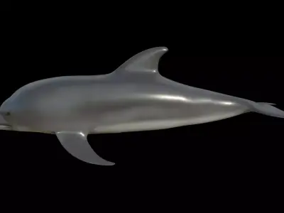 Dolphin fully rigged and low poly Low-poly 3D model