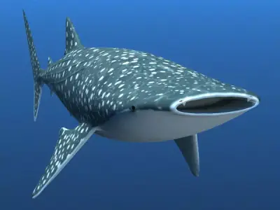 Whale Shark 3D model order