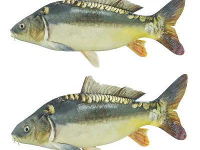 Freshwater fish carp Low-poly 3D model