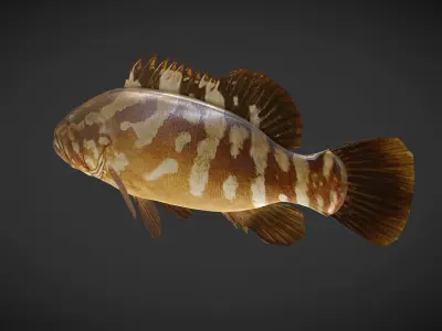 Grouper01 fish Low-poly 3D model