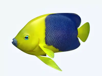 Anglefish 4 angelfish 3D model